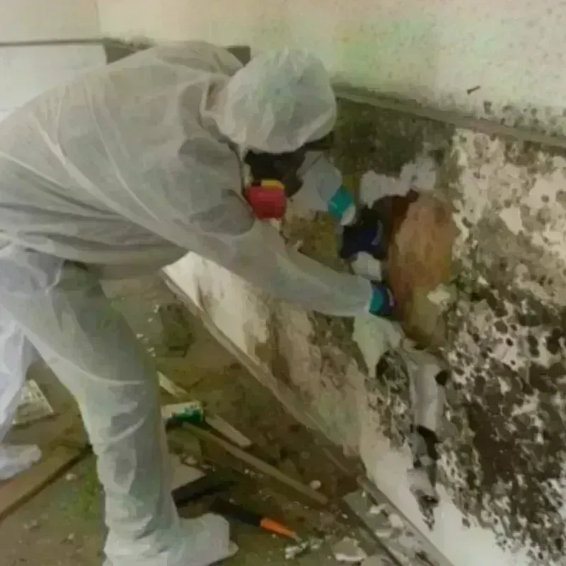 Mold Remediation and Removal in Hector, MN